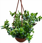 Goldfish Plant 6inch Hanging Pot -Profuse Bloomer Plant