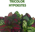 BubbleBlooms Tricolor Hypoestes phyllostachya 2 inch Set of 3 Flamingo Polka Dot Plant Red White and Pink Tiny Mini Pixie Plants