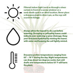 Dracaena Marginata Cane Live Plant for Indoor | Different Houseplants in 4'' & 6'' Pot | Real House Plant for Living Room, Office, Desk & Bathroom | Dragon Tree