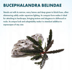 SubstrateSource Live Plants – Bucephalandra Belindae (Bucephalandra belindae) – Low to Medium Light, Dark Iridescent Green Color, Foreground to Midground Placement, Rhizome Growth - Loose, 1 Pack