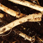 XL Size Horseradish Crown Root Plant, Horseradish Crowns to Plant, Planting Size Roots, No HI