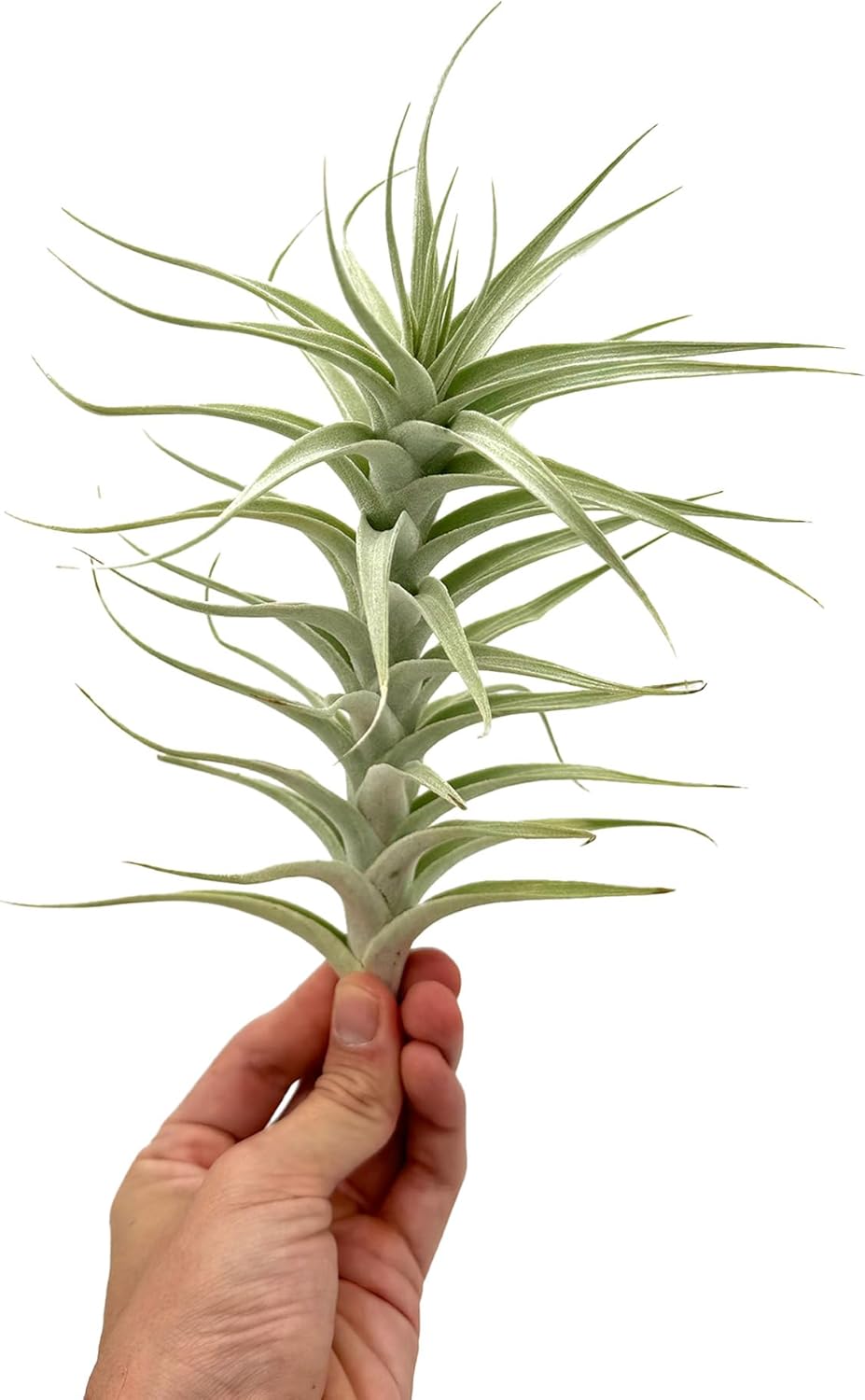 Live Air Plants - Tillandsia Albida 7-12" - 3ct – ragnaroc Live Indoor Plant - Live Arrival Guaranteed - House Plants for Home Decor & Gift
