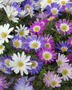 Anemone Flower Bulbs for Planting (3) - Easy to Grow Corms, Beautiful Mixed Color Windflower Blooms by Greenhouse PCA