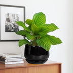 G EPGardening Ceramic Planter 7 Inch - Ceramic Pot for Plants with Drainage and Saucer, Round Plant Pots, Modern Indoor Outdoor Planter, Home Decor, Garden Gifts, Black
