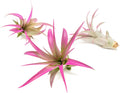 Fuchsia Colorful Tillandsia Air Plants - Long Lasting Color Enhanced Live Tillandsia Succulent House Plants - Home and Garden Decor - Easy Care Indoor/Outdoor Plants (Brachycaulos Abdita, Pack of 3)