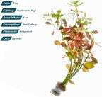 SubstrateSource Live Plant - Ludwigia Ovalis - Easy Care, Moderate to High Light, Green to Orange Accent, Freshwater Aquatic Plant for Aquascaping - Lead Bunch
