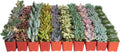 Shop Succulents Pastel Succulent Plant Pack Bulk Collection - Live Mini Succulent Plants, Low Maintenance, Bright & Serene Colors & Textures - Wedding and Party Favors, Gift & Garden, Pack of 64