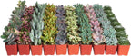 Shop Succulents Pastel Succulent Plant Pack Bulk Collection - Live Mini Succulent Plants, Low Maintenance, Bright & Serene Colors & Textures - Wedding and Party Favors, Gift & Garden, Pack of 40