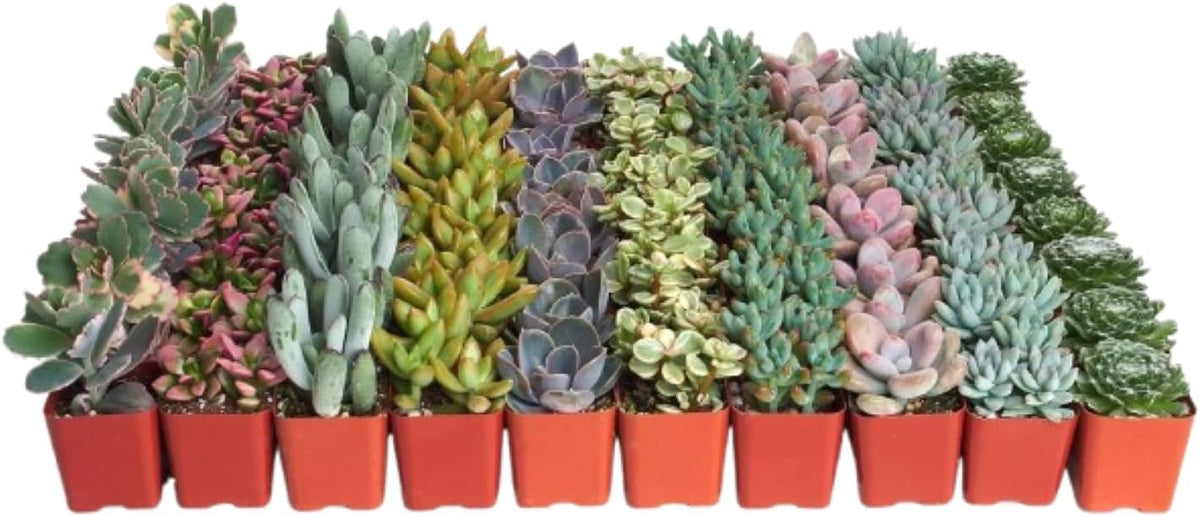 Shop Succulents Pastel Succulent Plant Pack Bulk Collection - Live Mini Succulent Plants, Low Maintenance, Bright & Serene Colors & Textures - Wedding and Party Favors, Gift & Garden, Pack of 128
