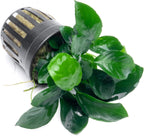 SubstrateSource Anubias Live Aquarium Plants - Potted Freshwater Plant for Fish Tanks, Terrariums - Beginner Friendly Low Light (Barteri Broad Leaf, 3 Pots)