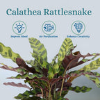 Rattlesnake Calathea Live Plant - Air Purifier, Colorful House Plant, Ideal for Home Decor - Calathea Rattlesnake for Indoor Plants, Calathea Lancifolia Prayer Plant (Large Calathea Rattlesnake)