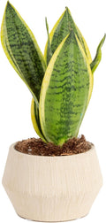 Costa Farms Snake Plant, Live Indoor Sansevieria Plant, Easy to Grow Succulent Houseplant Potted in Indoor Plant Pot, Potting Soil Mix, Home and Room Decor, Fits Shelves, Tabletops, 8-Inches Tall