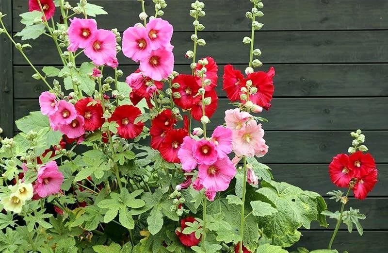 Seeds Hollyhock Seed Mix Malva 30+ Seeds for Planting Showy Perennial Flower Multicolor Mixture