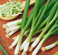 Delicious Salad Green Onion Scallions Seeds - Easy to Grow - 1600 Seeds
