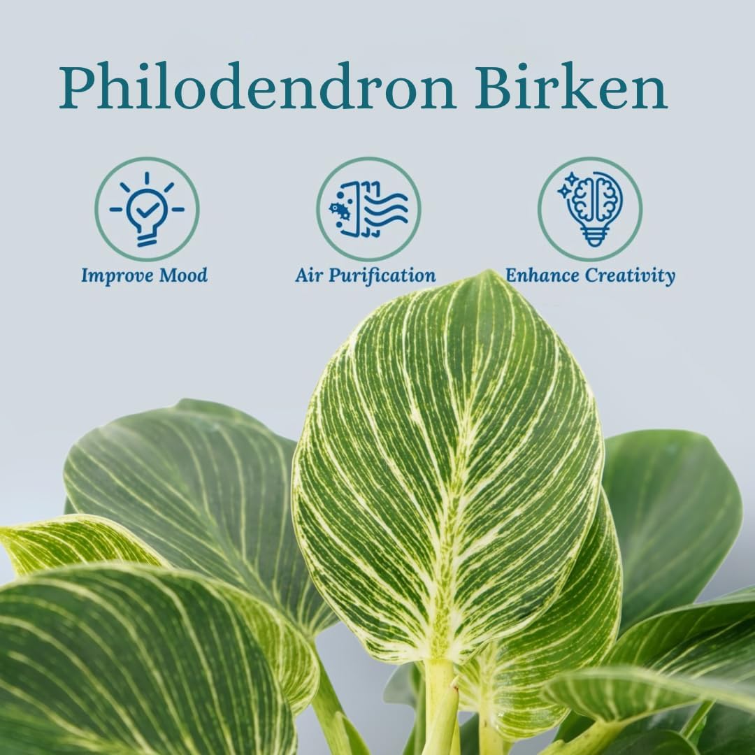 Philodendron Birken Live Plant | Indoor House Plant for Home Decor, Room Decor, Office Decor | Air Purifying Philodendron Houseplant | Elegant Plants Live Houseplants