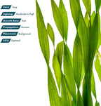 SubstrateSource Live Plant - Tall Grass, Corkscrew Vallisneria (Vallisneria Americana 'Contortionist') - Moderate to High Light, Bright Green, Background - Lead Bunch, 4 Pack