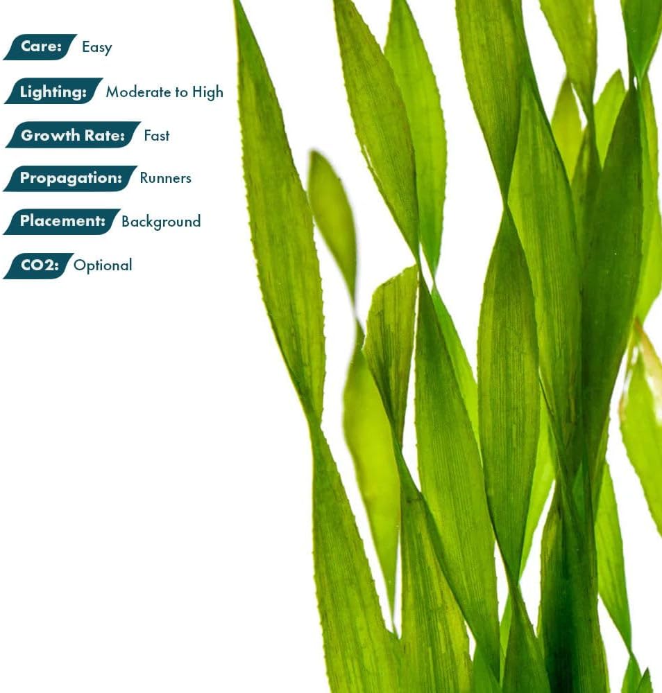 SubstrateSource Live Plant - Tall Grass, Corkscrew Vallisneria (Vallisneria Americana 'Contortionist') - Moderate to High Light, Bright Green, Background - Lead Bunch, 4 Pack