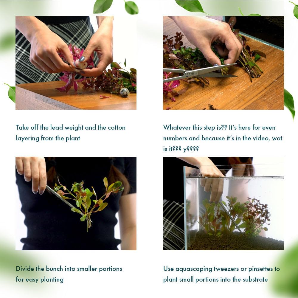 SubstrateSource Live Plant - Rotala Mexicana - Moderate Care, High Light, Bright Green Accent, Freshwater Aquatic Plant for Aquascaping - Lead Bunch