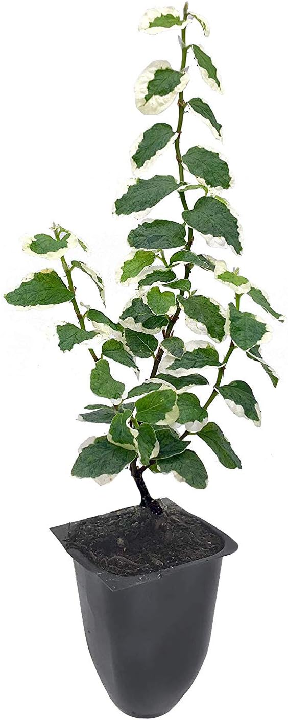 Variegated Creeping Fig Vine - Ficus Pumila Variegata - 10 Live Fully Rooted 2 Inch Plants - Climbing Ivy