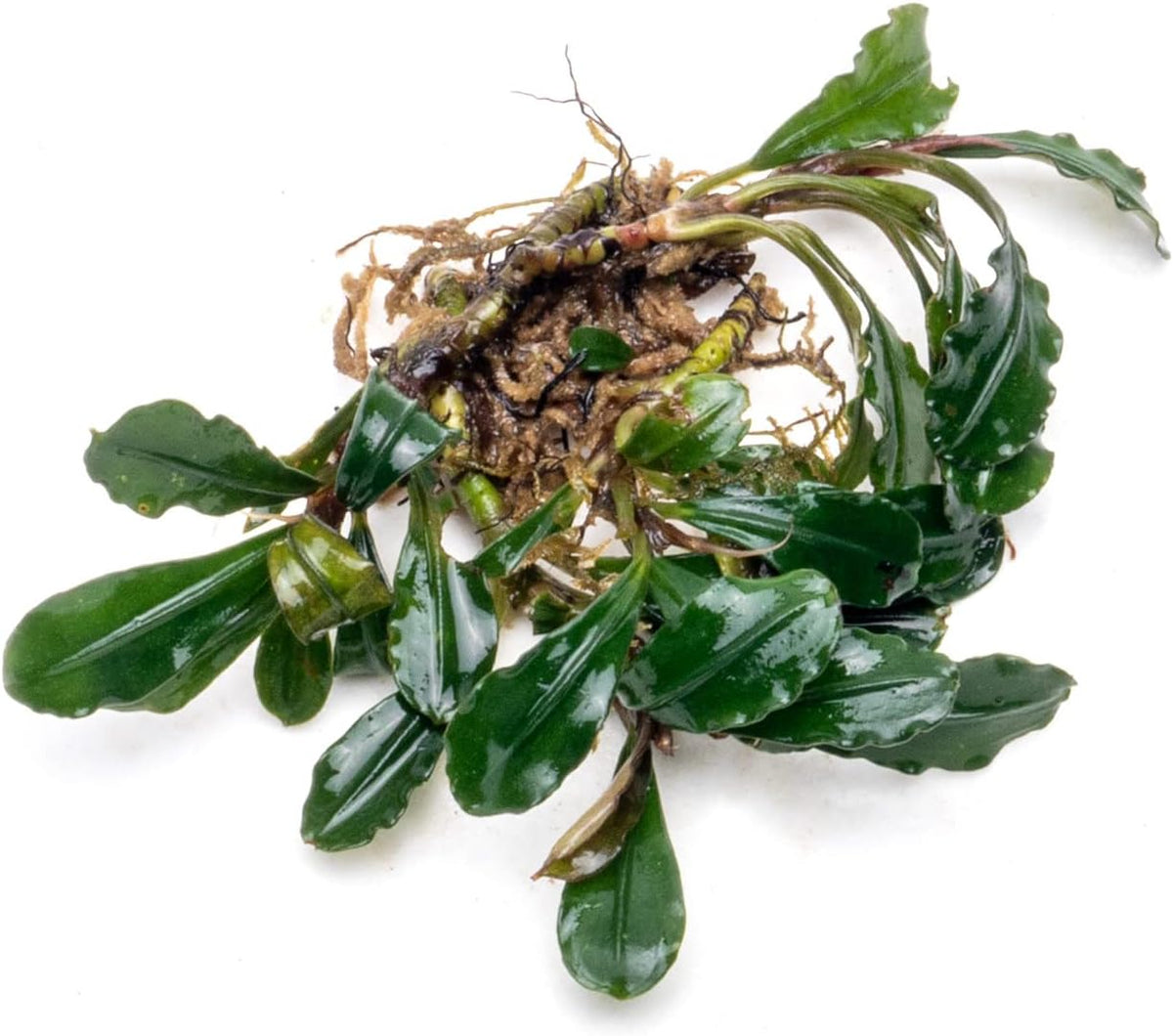 SubstrateSource Bucephalandra Arrogant Blue Live Aquarium Plant - Natural Freshwater Fish Tank Decorations and Aquatic Decor (Plant (6-10 Leaves))