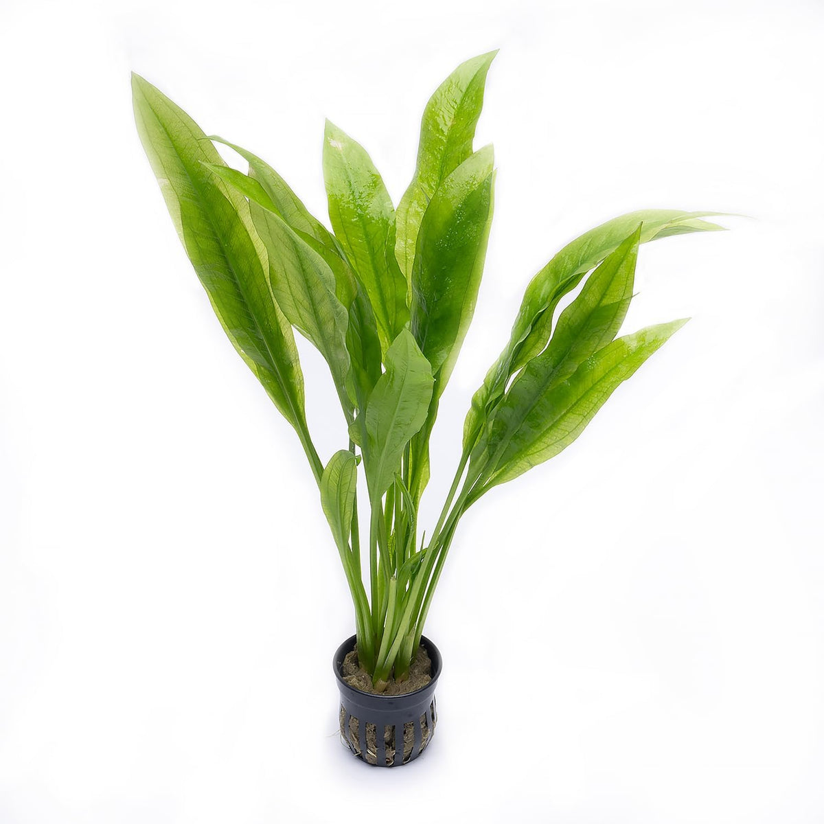 SubstrateSource Amazon Sword Echinodorus Bleheri Live Plant for Freshwater Aquariums, Natural Fish Tank Decorations, and Aquatic Decor (1 Pot (2-3 Plants))