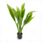 SubstrateSource Amazon Sword Echinodorus Bleheri Live Plant for Freshwater Aquariums, Natural Fish Tank Decorations, and Aquatic Decor (3 Pots (6-9 Plants))