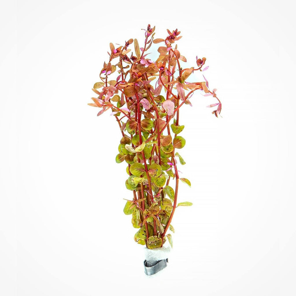 SubstrateSource Live Aquarium Red Stem Plants - Freshwater Aquatic Plant for Fish Tanks, Aquascaping - (Rotala Wallichii, 4 Bunches)