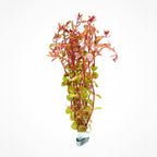 SubstrateSource Live Aquarium Red Stem Plants - Freshwater Aquatic Plant for Fish Tanks, Aquascaping - (Rotala Wallichii, 4 Bunches)