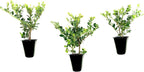 Helleri Holly Shrub | 10 Live Plants I Ilex Cornutal | Compact Evergreen Ideal for Low Borders, Formal Gardens and Ornamental Plantings, Dense, Small Leaves for Refined Look