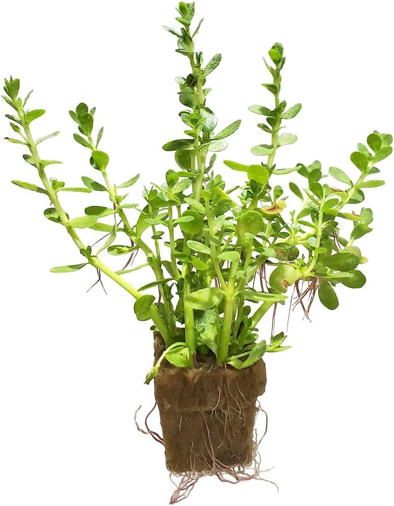 1. Bacopa Monnieri Easy Freshwater Live Aquarium Plant with Roots (7+ Stems)