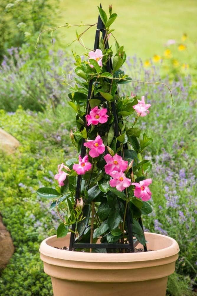 SPRING HILL NURSERIES - Metropolitan Folding Tuteur - Add an Interesting Focal Point That is Functional!