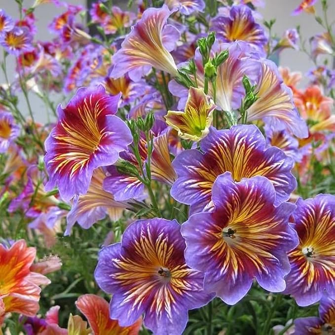 ZEshops 100pcs Rare Chilean Morning Glory Seeds - Mixed Color Blooms for Stunning Annual & Perennial Flowers