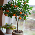 Brighter Blooms - Nules Clementine Tree, 3-4 Feet - Live Fruit Plant - No Shipping to AL, AZ, CA, FL, GA, LA, OR, TX, MS