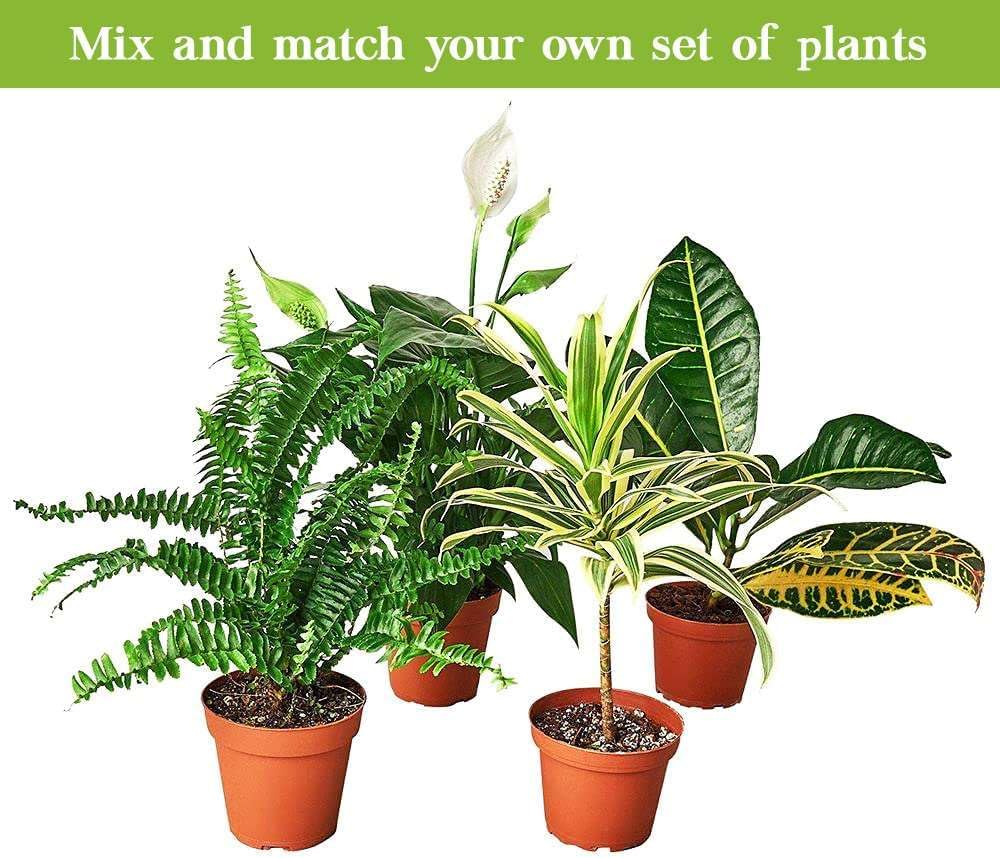Aralia Bianca Live Plant for Indoor | Different Houseplants in 3'' Pot | Real House Plant for Living Room, Office, Desk & Bathroom | False Variegated | Dizygotheca elegantissima