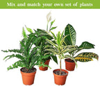 Maranta Leuconeura Live Plant for Indoor | Different Houseplants in 3'' Pot | Real House Plant for Living Room, Office, Desk & Bathroom | Prayer Plant