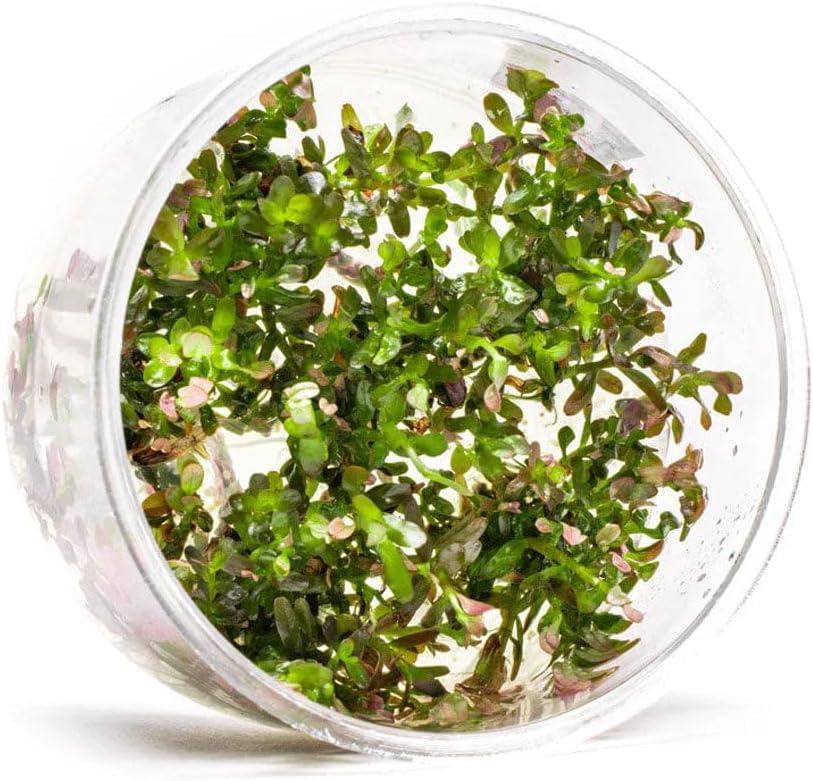 Ultum Nature Systems Live Tissue Culture - Rotala 'Blood Red' (Rotala rotundifolia) - Moderate - High Light - Deep Red Accent - Midground to Background - 100% Snail Free Grown in-Vitro - Regular Cup