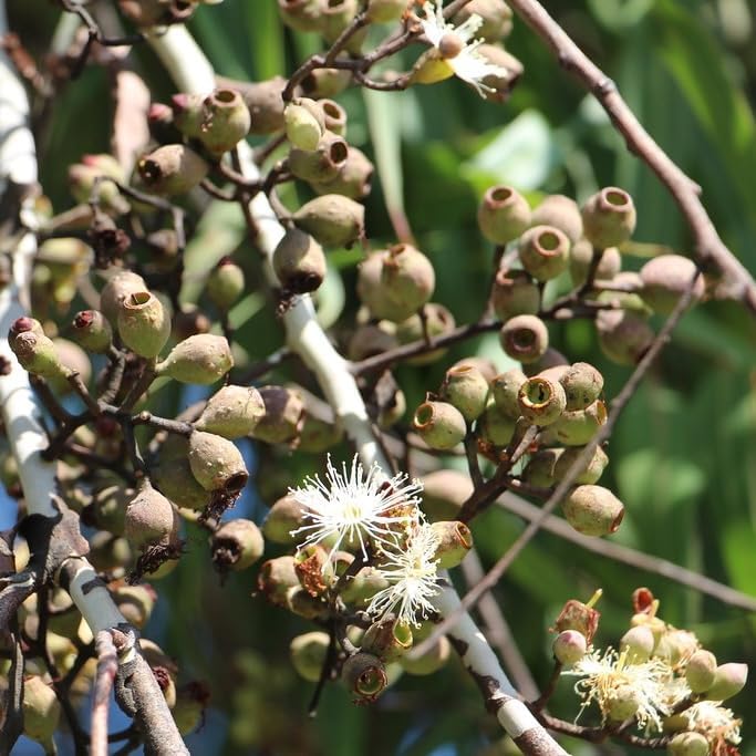 Lemon Eucalyptus (Corymbia citriodora) Live Plant - Fragrant Indoor/Outdoor Plant with Natural Insect Repellent Citronella Oil (2 eucal-Lemon Cups)