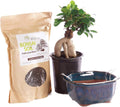Brussel's Bonsai Live Ginseng Grafted Ficus Bonsai Tree Kit - Small Indoor Bonsai Ficus Tree - Bonsai Kit with Ceramic Bonsai Pot and Bonsai Soil