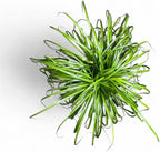 Ponytail Palm Elephant's Foot Live Plant for Indoor, Outdoor Use, 10-inch Grower Pot