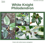 2 White Philodendron Live Plant 5-9" Tall, Rare Tropical Indoor Houseplant Home Garden