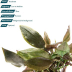 SubstrateSource Live Plants - Cryptocoryne Wendtii 'Florida Sunset' (Cryptocoryne wendtii) - Medium to High Light, Pink-White Accent for Midground Freshwater Aquarium Aquascaping - Pot
