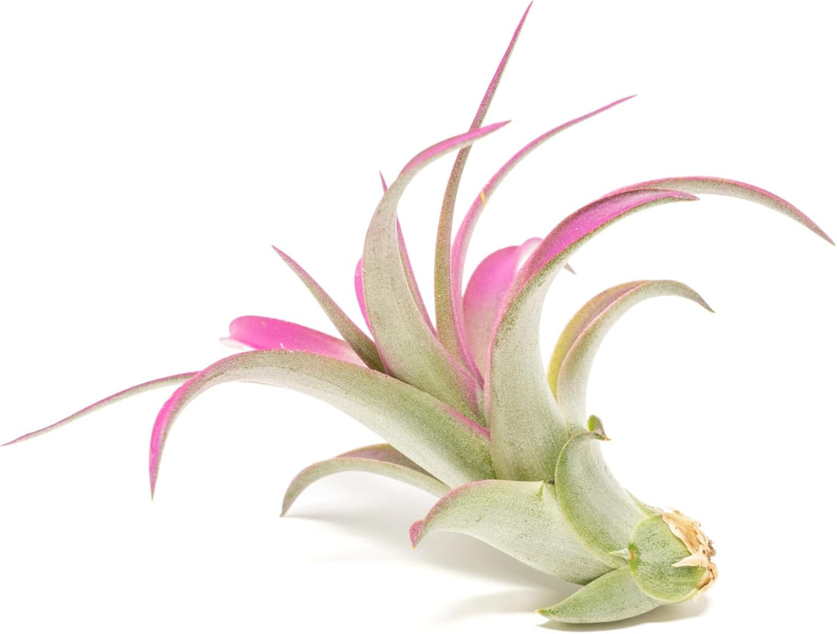 Fuchsia Colorful Tillandsia Air Plants - Long Lasting Color Enhanced Live Tillandsia Succulent House Plants - Home and Garden Decor - Easy Care Indoor/Outdoor Plants (Brachycaulos Abdita, Pack of 3)