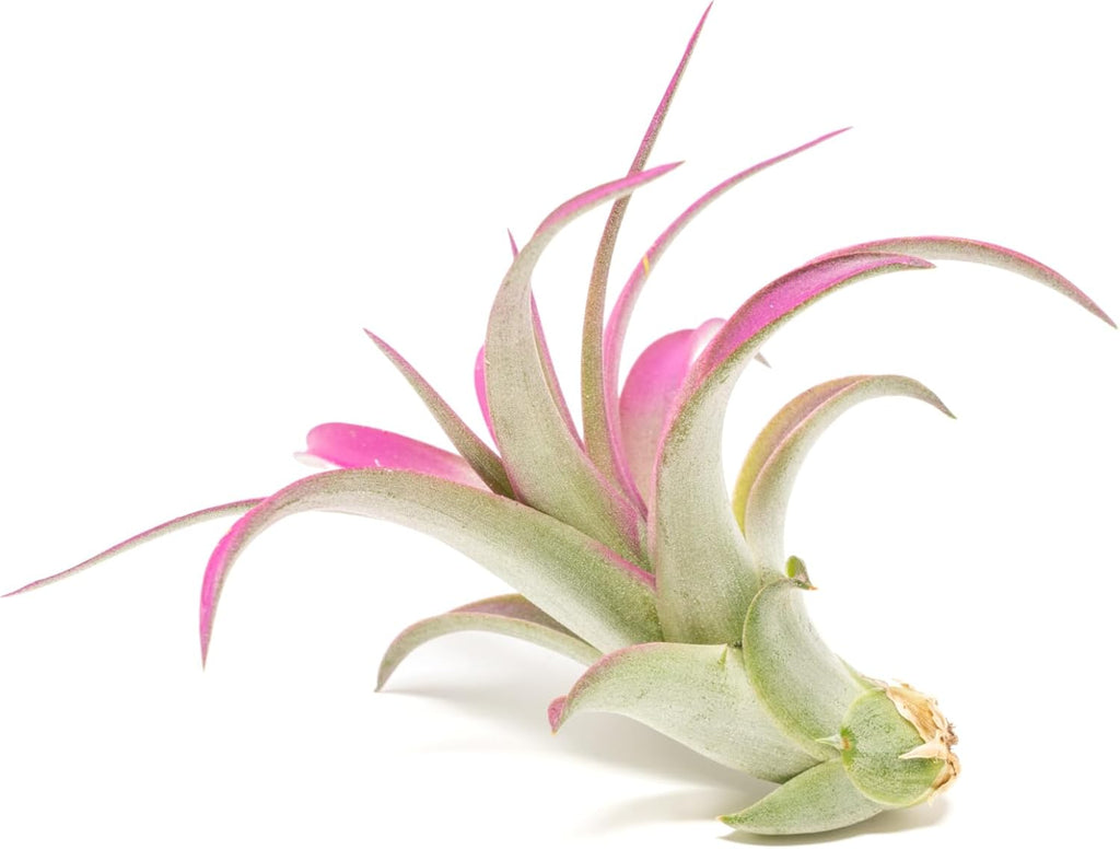 Fuchsia Colorful Tillandsia Air Plants - Long Lasting Color Enhanced Live Tillandsia Succulent House Plants - Home and Garden Decor - Easy Care Indoor/Outdoor Plants (Brachycaulos Abdita, Single)