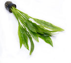SubstrateSource Amazon Sword Echinodorus Bleheri Live Plant for Freshwater Aquariums, Natural Fish Tank Decorations, and Aquatic Decor (3 Pots (6-9 Plants))