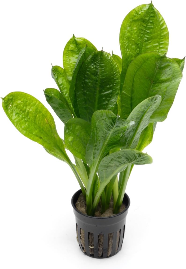 SubstrateSource Echinodorus Parviflorus Rosette Sword Live Plant for Freshwater Aquariums, Natural Fish Tank Decorations, and Aquatic Decor (1 Pot (2-3 Plants))