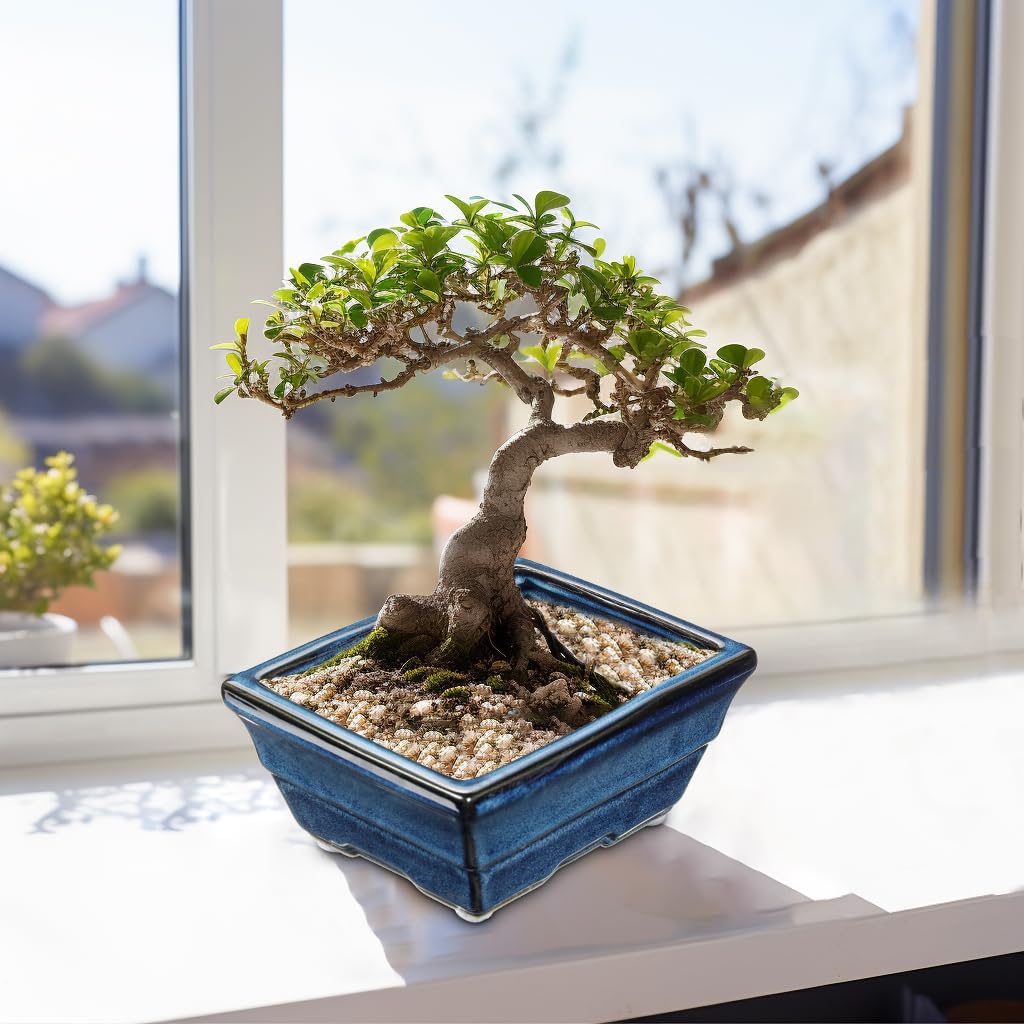 Blue Glazed Ceramic Bonsai Tree Pots with Drainage Hole, Set of 2 Rectangular Bonsai Pots Planters for Indoor & Outdoor Use, 8 Inch Shallow Bonzie Tree Pot for Succulents, Cacti, Orchids, Herbs
