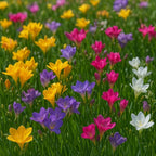 Amazing Deal - 30 Freesia Mixed Perennial Flower Bulbs - Vibrant, Variety Colorful, Fragrant Flower Perfect for Gardens - Easy to Grow - Attracts Butterflies, Bees & Hummingbirds
