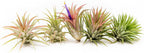 12 Pack Air Plants Ionantha Mexican-Colors and Shape Varies Due to Seasonality-Live Tillandsia Succulent for House Air Plants Holder-Available in Wholesale and Bulk-Easy Care Indoor and Outdoor Plants