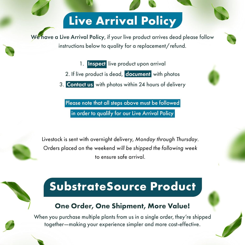 SubstrateSource Live Plants - Echinodorus ‘Green Chameleon’ (Echinodorus sp.) - Medium to High Light, Green Red Accent, Midground to Background Placement, Freshwater Aquatic Plant - Pot