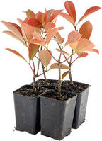 4 Red Tip Photinia, Photinia x fraseri, Thriving in Extra Deep Nursery Cubes